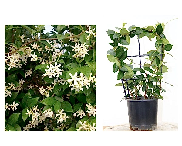 ARAP YASEMİNİ PERGOLA FORMLU 40-60 CM