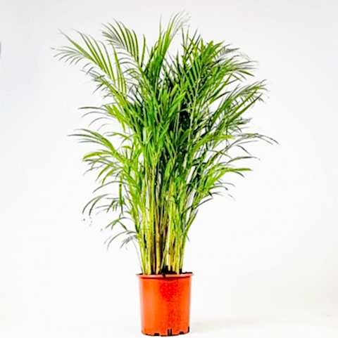 AREKA PALMİYESİ 100-120 cm - HEDİYELİK SALON OFİS BİTKİSİ