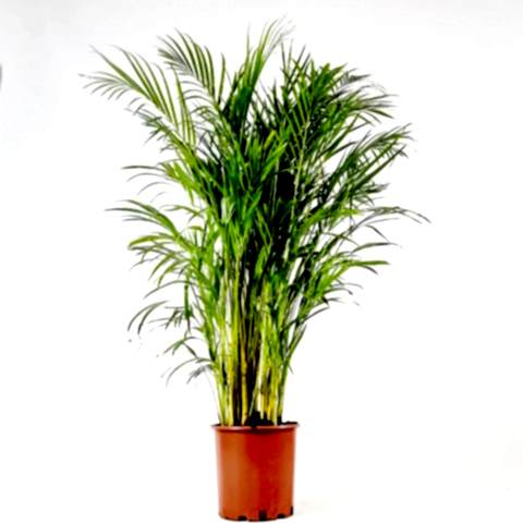 AREKA PALMİYESİ 100-120 cm 2 ADET - HEDİYELİK SALON OFİS BİTKİSİ