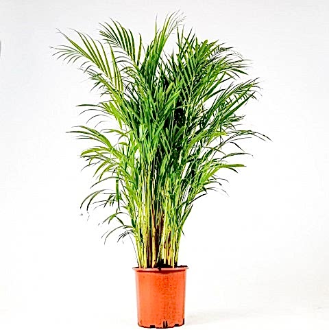 AREKA PALMİYESİ 170-180 cm 2 ADET - HEDİYELİK SALON OFİS BİTKİSİ