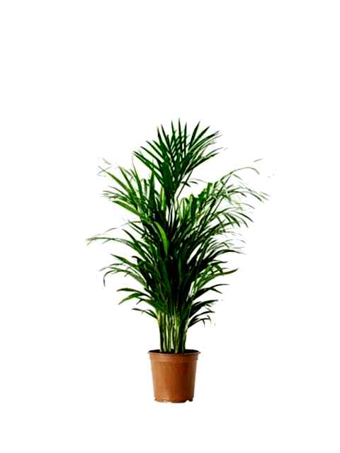 AREKA PALMİYESİ 2 ADET - HEDİYELİK SALON BİTKİSİ