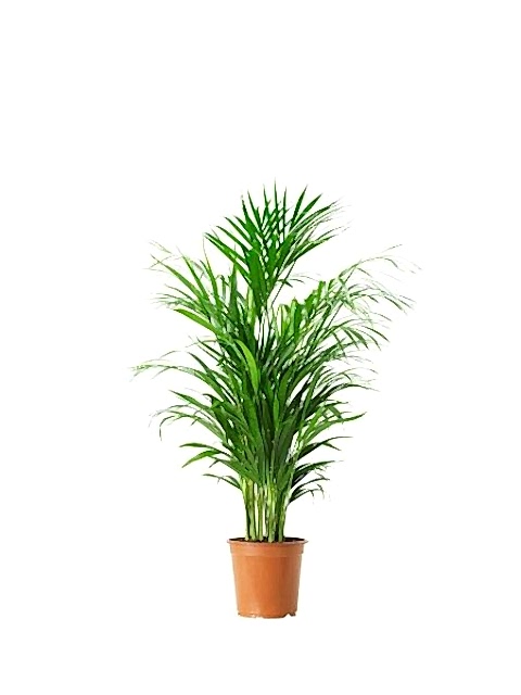 AREKA PALMİYESİ 3 ADET - HEDİYELİK SALON BİTKİSİ