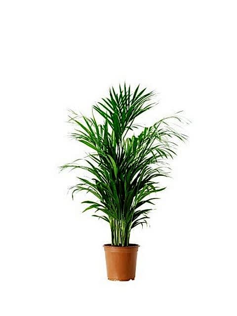 AREKA PALMİYESİ 5 ADET - HEDİYELİK SALON BİTKİSİ
