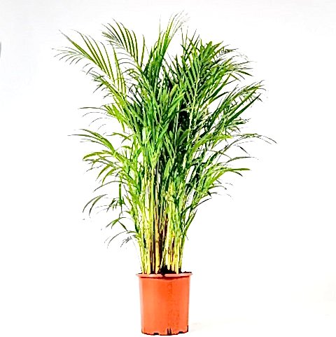 AREKA PALMİYESİ 70-80 cm 2 ADET - HEDİYELİK SALON OFİS BİTKİSİ