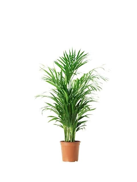 AREKA PALMİYESİ - HEDİYELİK SALON BİTKİSİ