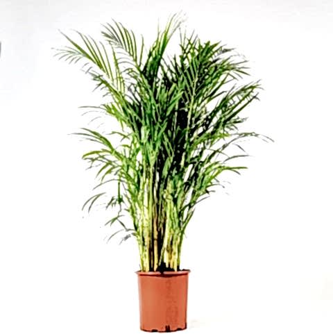 AREKA PALMİYESİ 170-180 cm - HEDİYELİK SALON OFİS BİTKİSİ