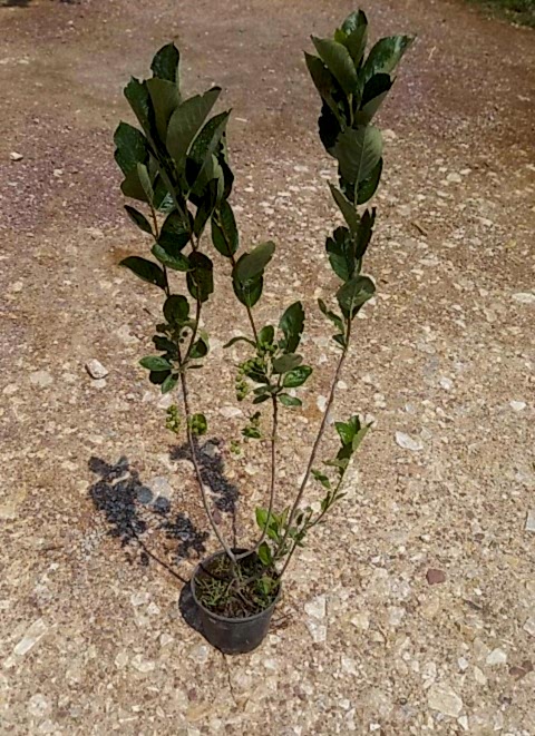 ARONYA FİDANI 3-4 YAŞ 80-100 CM