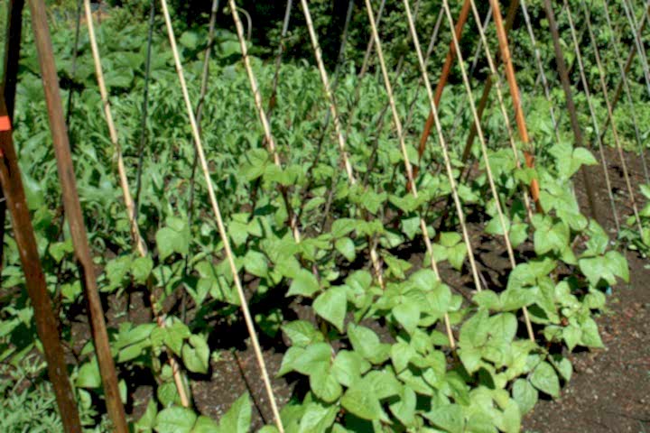 BAMBU BİTKİ DESTEK ÇUBUĞU 180 CM 50 ADET