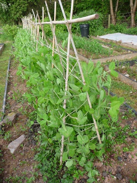 BAMBU BİTKİ DESTEK ÇUBUĞU 180 CM 50 ADET