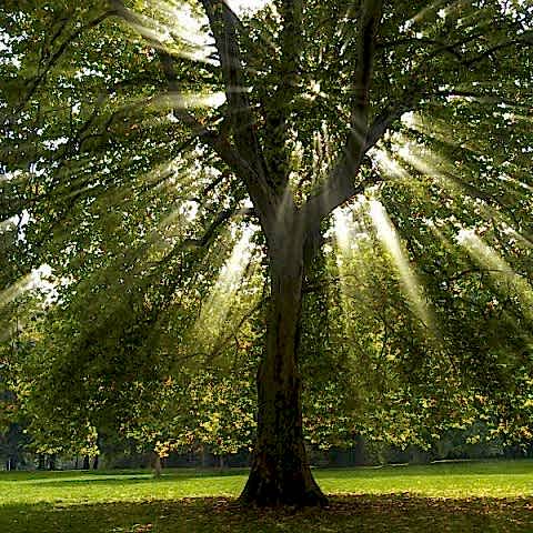 BATI ÇINARI FİDANI 3 ADET - Platanus Occidentalis