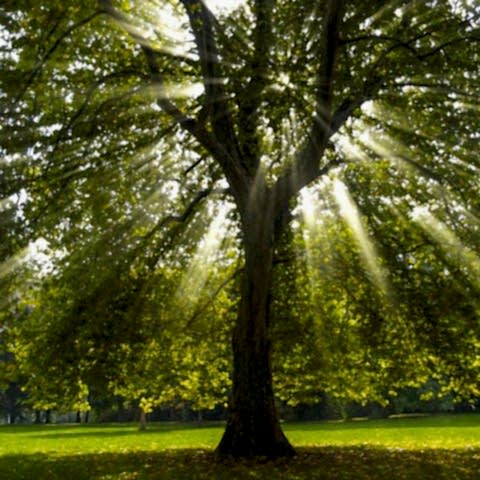 BATI ÇINARI FİDANI - Platanus Occidentalis
