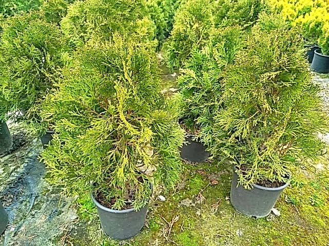 BATI MAZISI FİDANI 5 ADET (Thuja Occidentalis Smaragd) - ÇİT BİTKİSİ