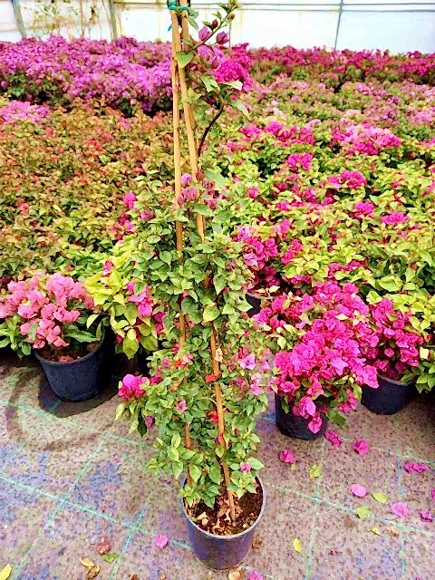 BEGONVİL SARMAŞIĞI 100 CM - ÇİÇEKLİ BİTKİ