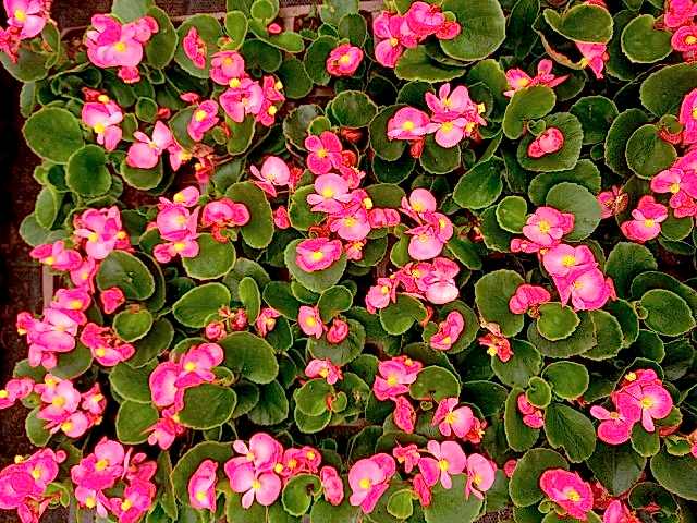 BEGONYA ÇİÇEĞİ 45 ADET - PEMBE RENK