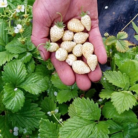 BEYAZ ÇİLEK PİNEBERRY FİDESİ 3 ADET