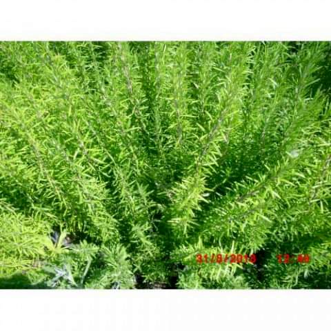 BİBERİYE ROSMARİNUS - KOKULU AROMATİK BİTKİ 10 ADET