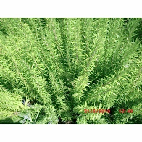 BİBERİYE ROSMARİNUS - KOKULU AROMATİK BİTKİ 20 ADET