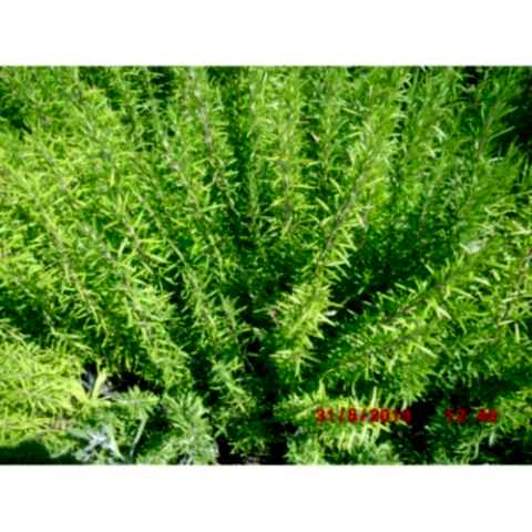 BİBERİYE ROSMARİNUS - KOKULU AROMATİK BİTKİ 30 ADET