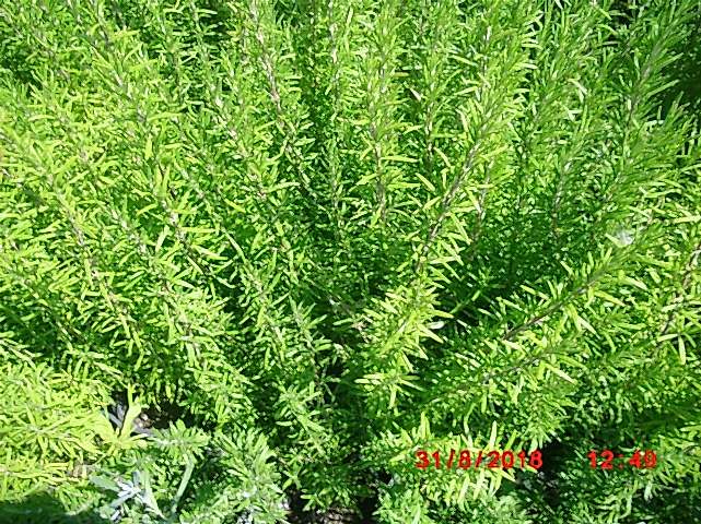 BİBERİYE ROSMARİNUS - KOKULU AROMATİK BİTKİ 5 ADET