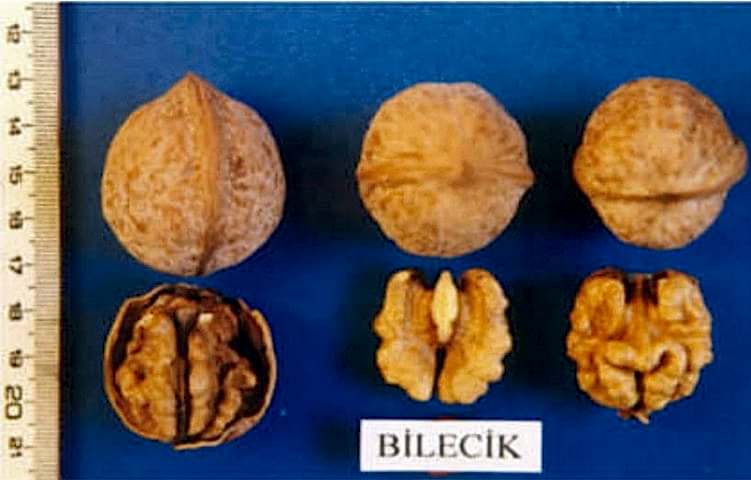 Bilecik Ceviz Fidanı 3 Yaş Tüplü ve Aşılı 3 Adet
