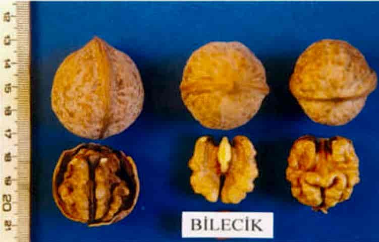 Bilecik Ceviz Fidanı 3 Yaş Tüplü ve Aşılı