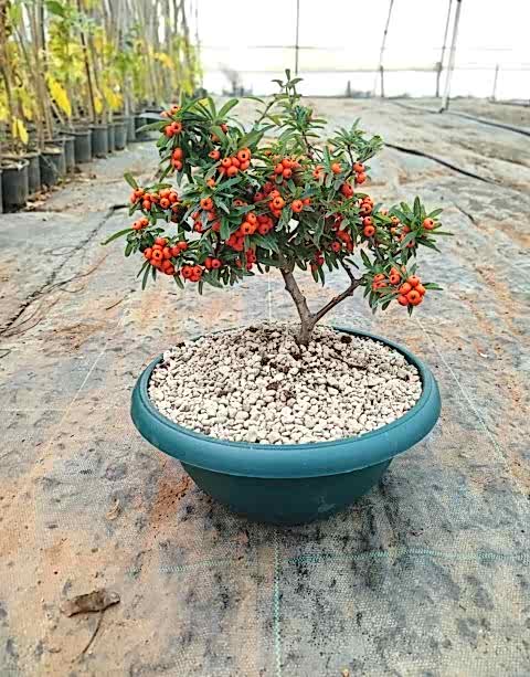 BONSAİ ATEŞ DİKENİ PYRACANTHA (5-6 YAŞ)