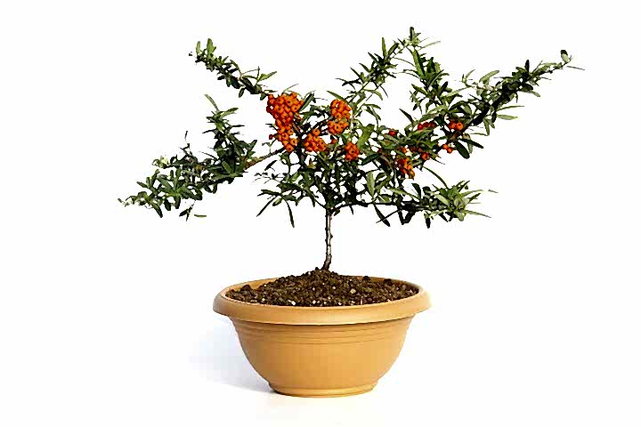 BONSAİ ATEŞ DİKENİ