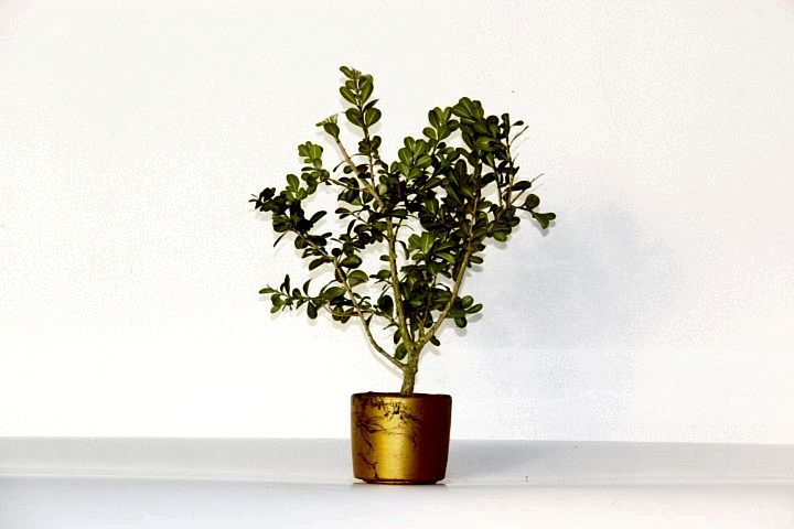 BONSAİ BUXUS 2 ADET - HEDİYELİK BONSAİ (Orange Saksı)