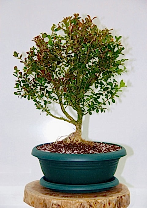 BONSAİ BUXUS - 7 YAŞINDA HEDİYELİK BONSAİ AĞACI