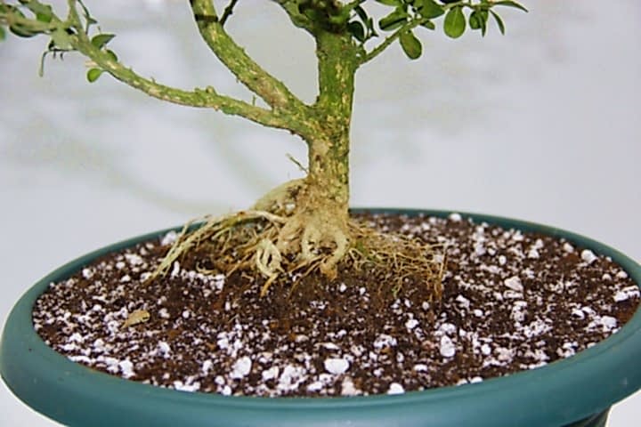 BONSAİ BUXUS - 7 YAŞINDA HEDİYELİK BONSAİ AĞACI