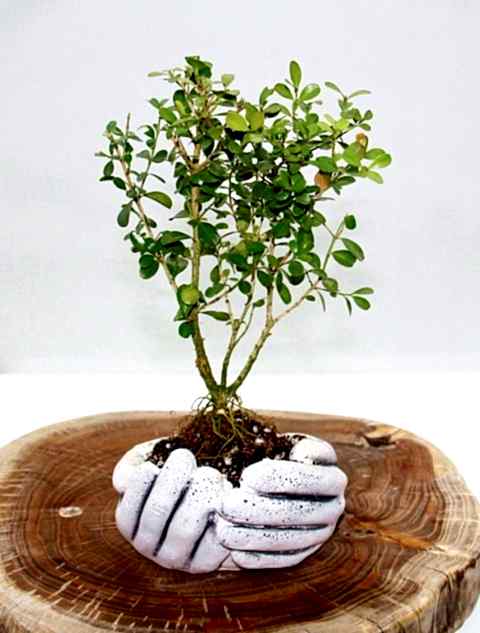 BONSAİ BUXUS - HEDİYELİK BONSAİ (Avuç Saksı)