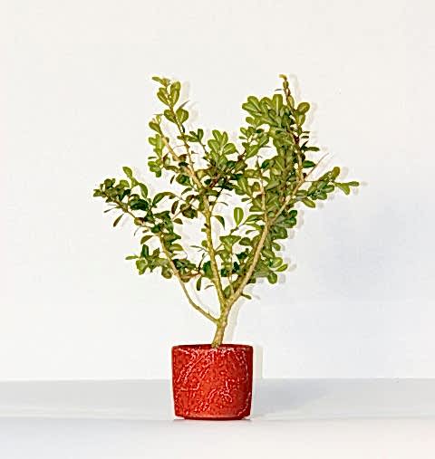 BONSAİ BUXUS  - HEDİYELİK BONSAİ (Kırmızı Saksı)