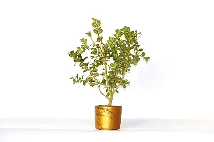 BONSAİ BUXUS - HEDİYELİK BONSAİ (Orange Saksı)