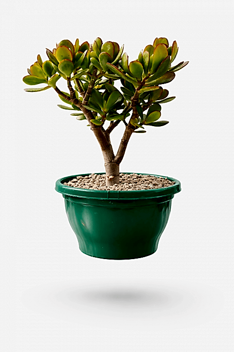 BONSAİ CRASSULA OVATA - PARA AĞACI (5 YAŞINDA)
