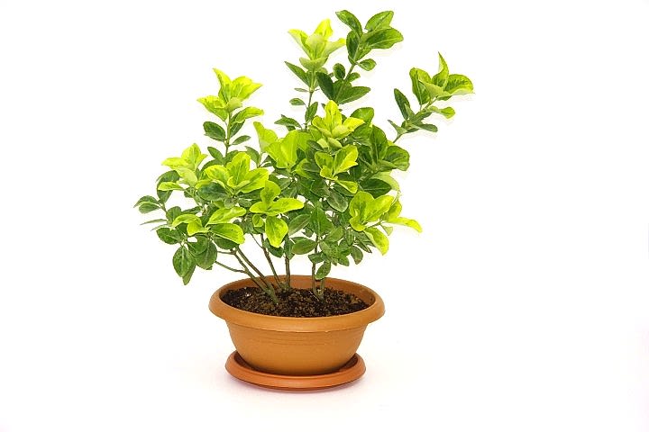 BONSAİ EUONYMUS JAPONİCA AUREA 3 ADET - HEDİYELİK EV OFİS BİTKİSİ