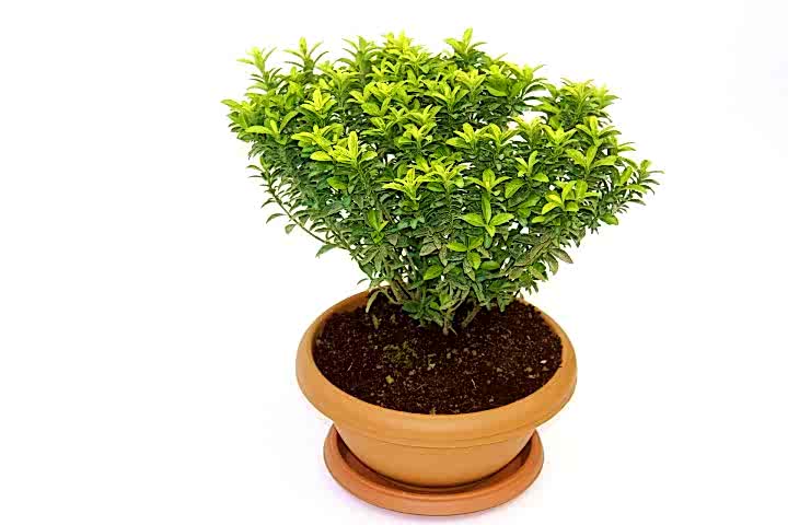 BONSAİ EUONYMUS MİCROPHYLLUS AUREA FİDANI