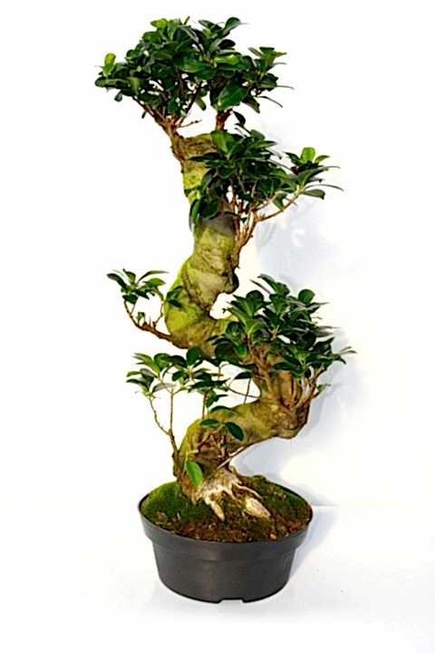 BONSAİ FİCUS GİNSENG 60 CM - S FORM 10 YAŞINDA