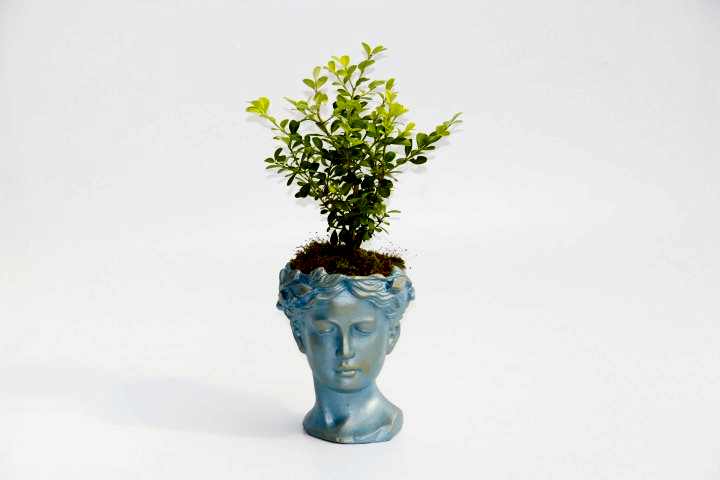 BONSAİ HELEN BUXUS - HEDİYELİK MAVİ RENK
