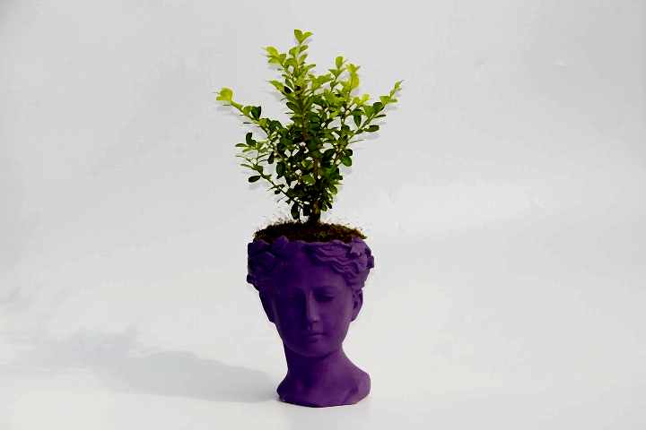 BONSAİ HELEN BUXUS - HEDİYELİK MOR RENK