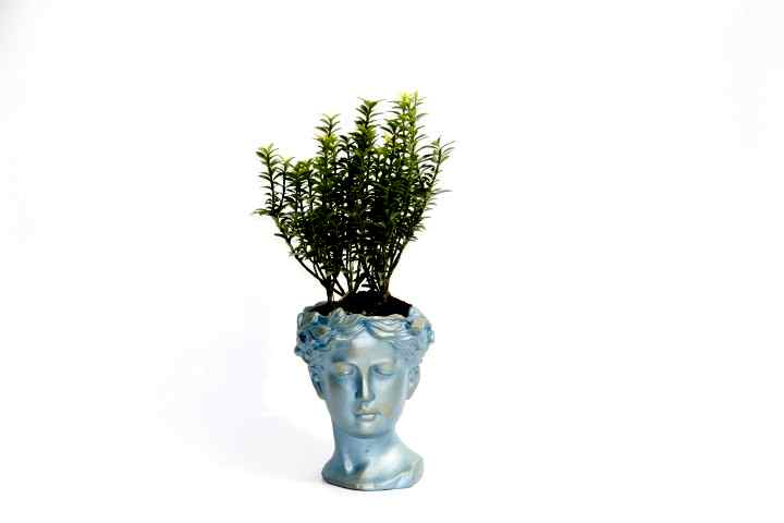 BONSAİ HELEN EUONYMUS MİCROPHYLLUS - HEDİYELİK MAVİ RENK