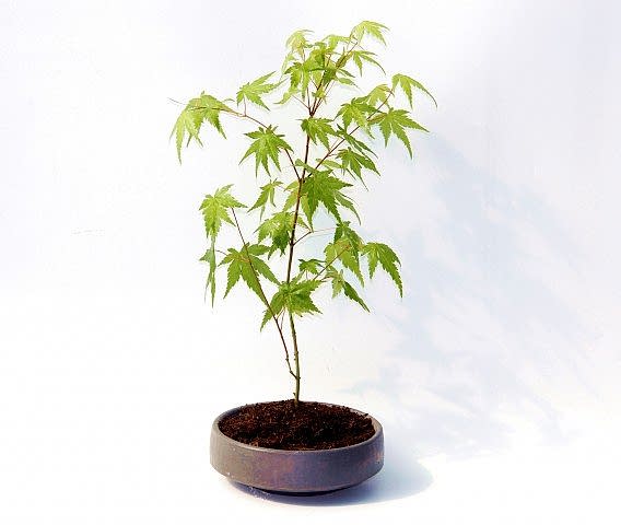 BONSAİ JAPON AKÇAAĞACI 2 ADET - GREY SERİSİ HEDİYELİK
