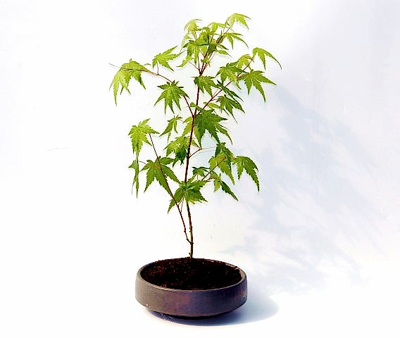 BONSAİ JAPON AKÇAAĞACI 3 ADET - GREY SERİSİ HEDİYELİK
