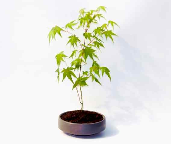 BONSAİ JAPON AKÇAAĞACI - GREY SERİSİ HEDİYELİK