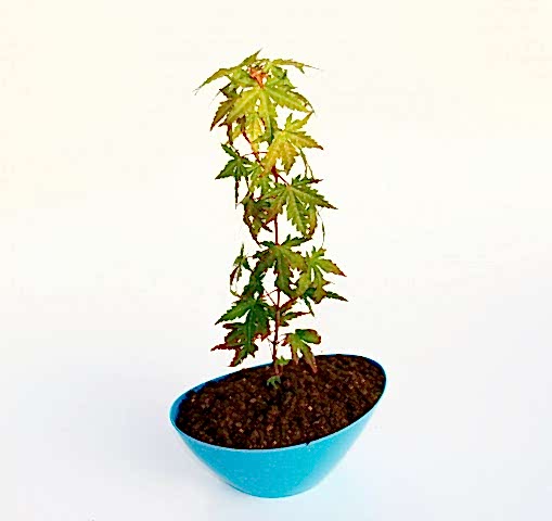 BONSAİ JAPON AKÇAAĞACI HEDİYELİK 3 ADET