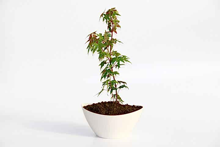 BONSAİ JAPON AKÇAAĞACI HEDİYELİK 2 ADET