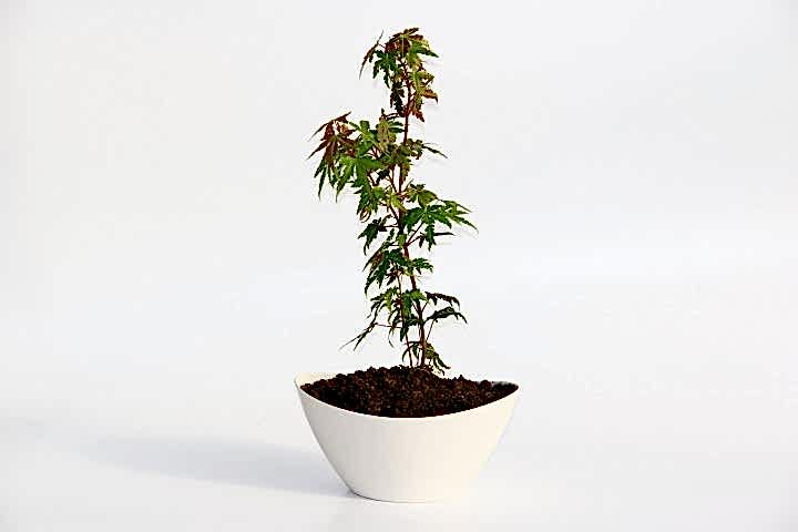 BONSAİ JAPON AKÇAAĞACI HEDİYELİK 3 ADET