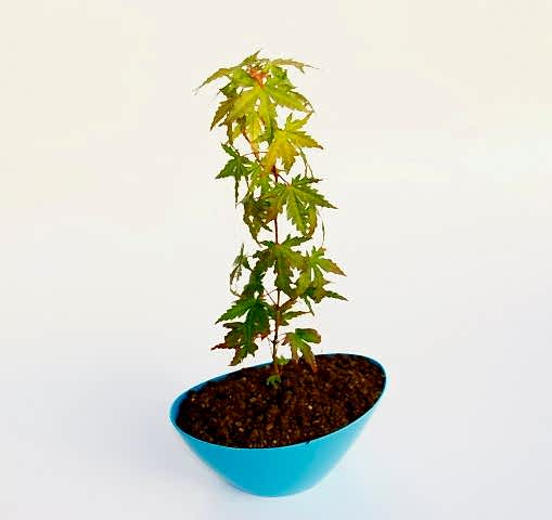 BONSAİ JAPON AKÇAAĞACI HEDİYELİK