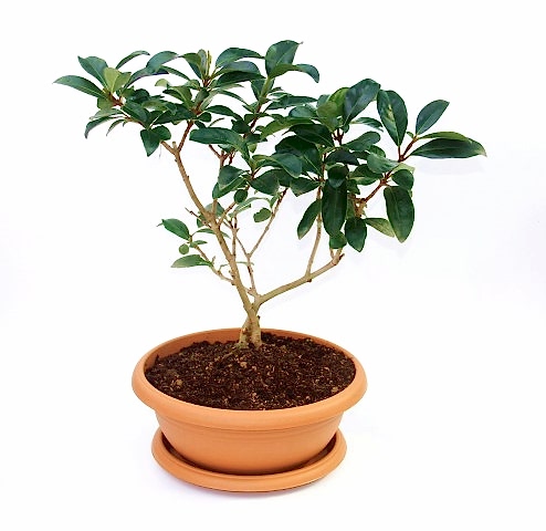 BONSAİ KARTOPU LUCİDUM FİDANI 5 ADET