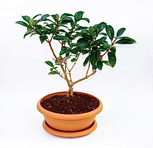 BONSAİ KARTOPU LUCİDUM FİDANI