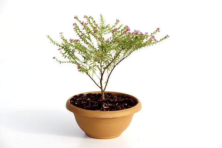 BONSAİ KUFEYA CENNET ÇİÇEĞİ 3 ADET HEDİYELİK